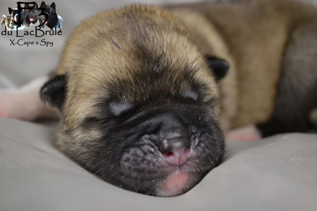 du Lac Brûlé - Chiots disponibles - Akita americain