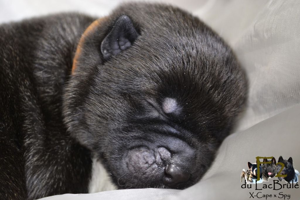 du Lac Brûlé - Chiots disponibles - Akita americain