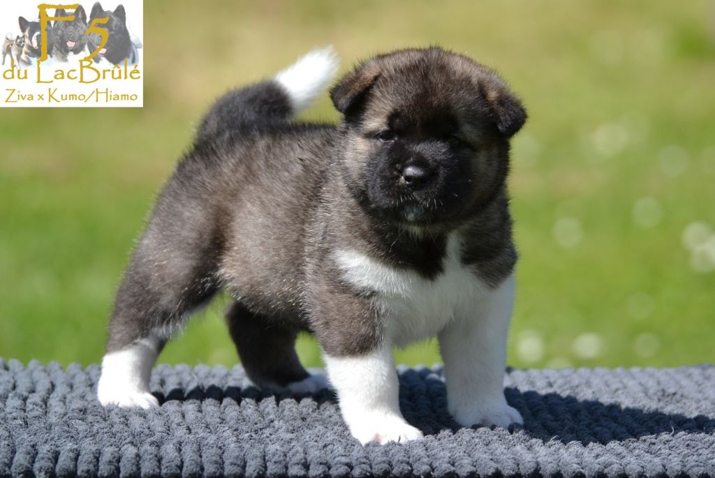 du Lac Brûlé - Chiots disponibles - Akita americain