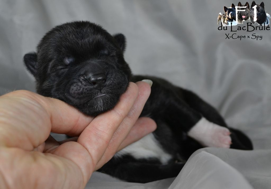 du Lac Brûlé - Chiots disponibles - Akita americain