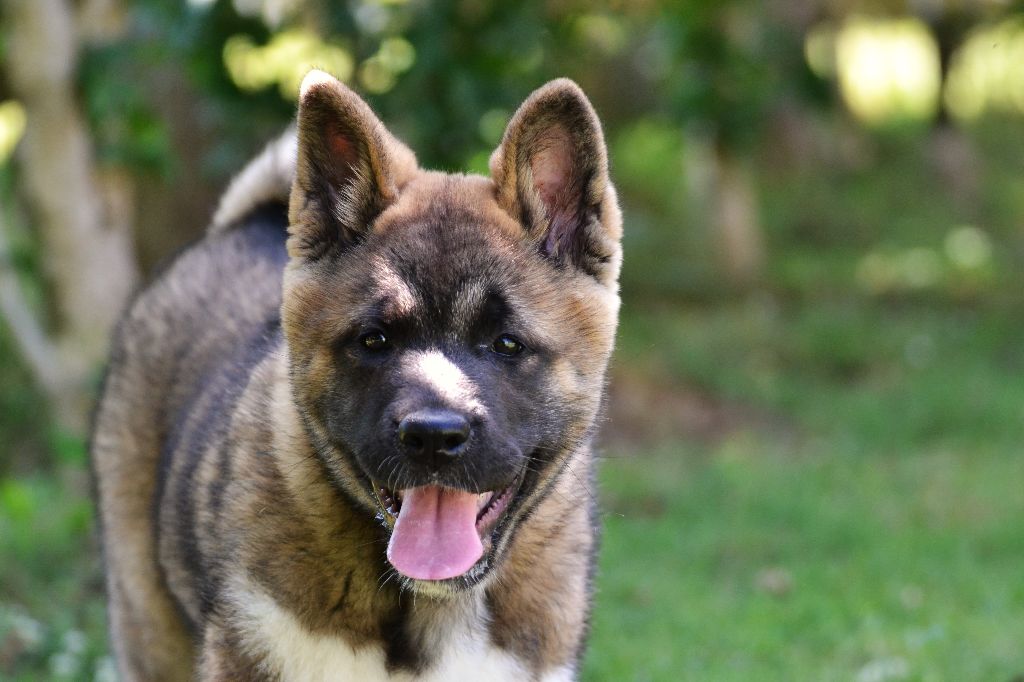 du Lac Brûlé - Chiots disponibles - Akita americain