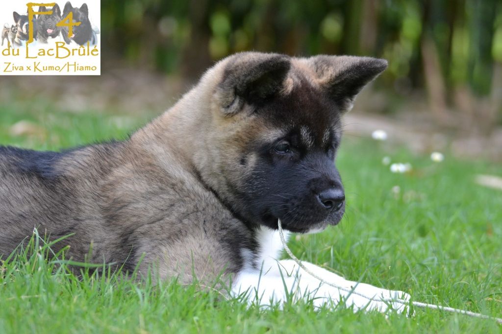 du Lac Brûlé - Chiots disponibles - Akita americain