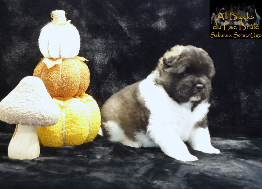 du Lac Brûlé - Chiots disponibles - Akita americain