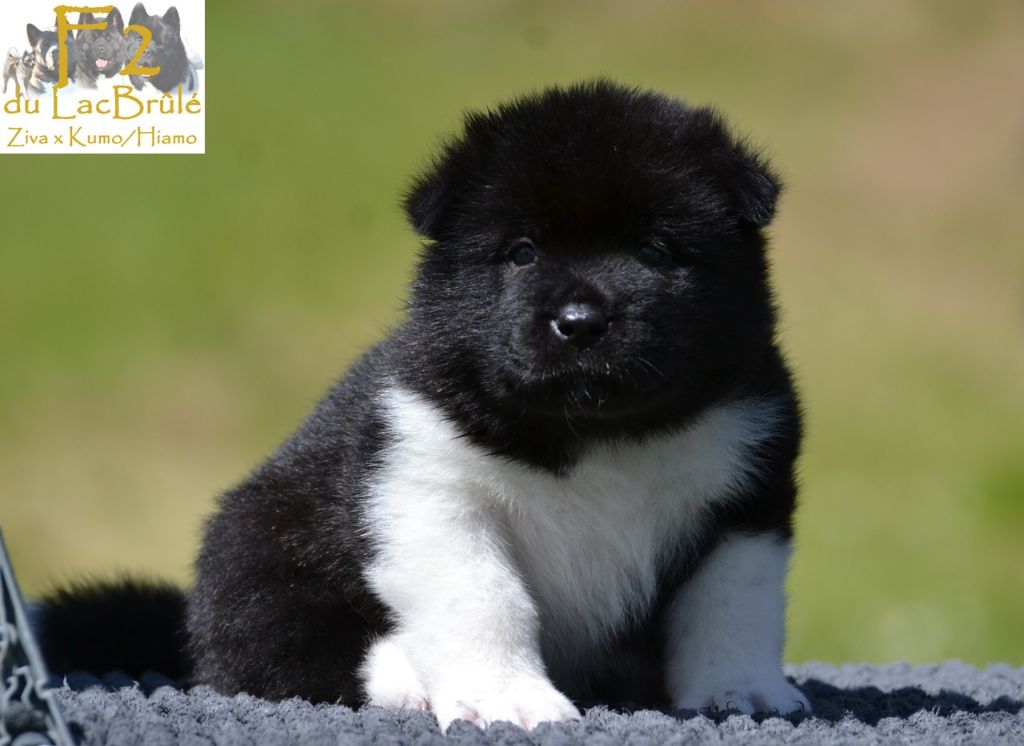 du Lac Brûlé - Chiots disponibles - Akita americain