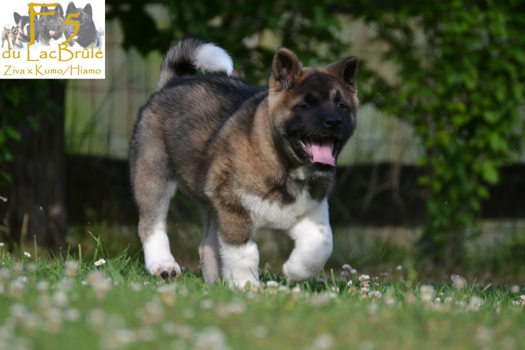 du Lac Brûlé - Chiots disponibles - Akita americain