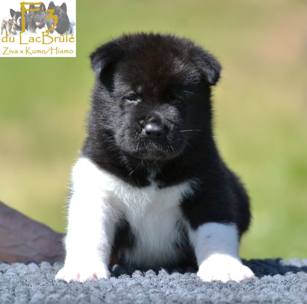 du Lac Brûlé - Chiots disponibles - Akita americain
