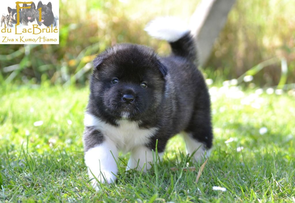 du Lac Brûlé - Chiots disponibles - Akita americain