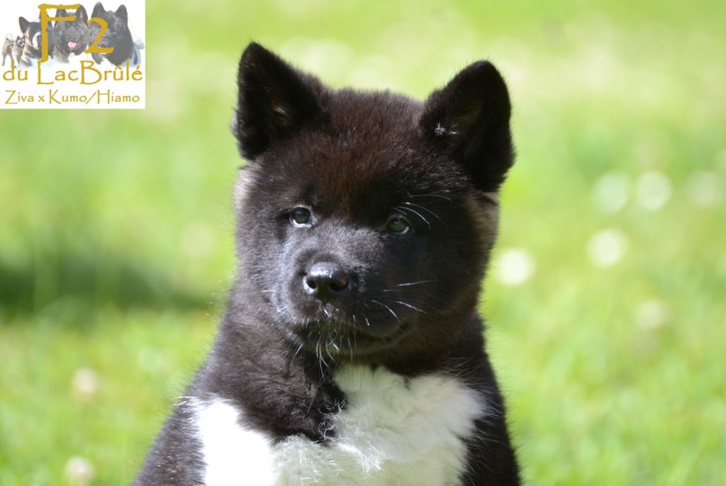 du Lac Brûlé - Chiots disponibles - Akita americain