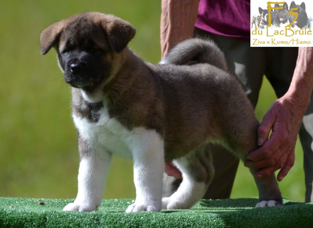 du Lac Brûlé - Chiots disponibles - Akita americain