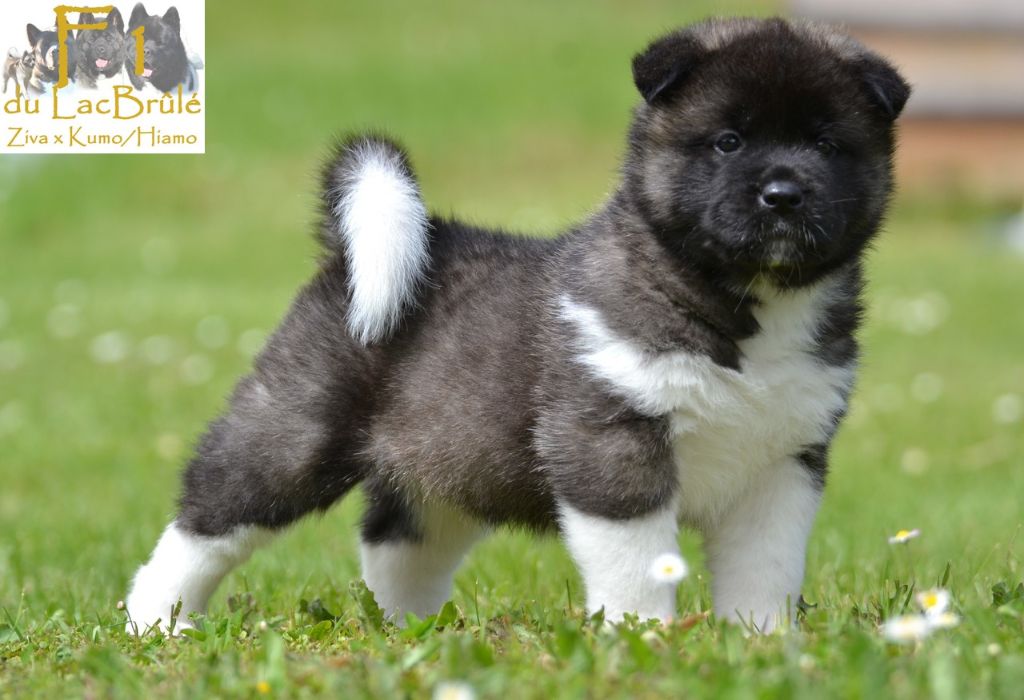 du Lac Brûlé - Chiots disponibles - Akita americain