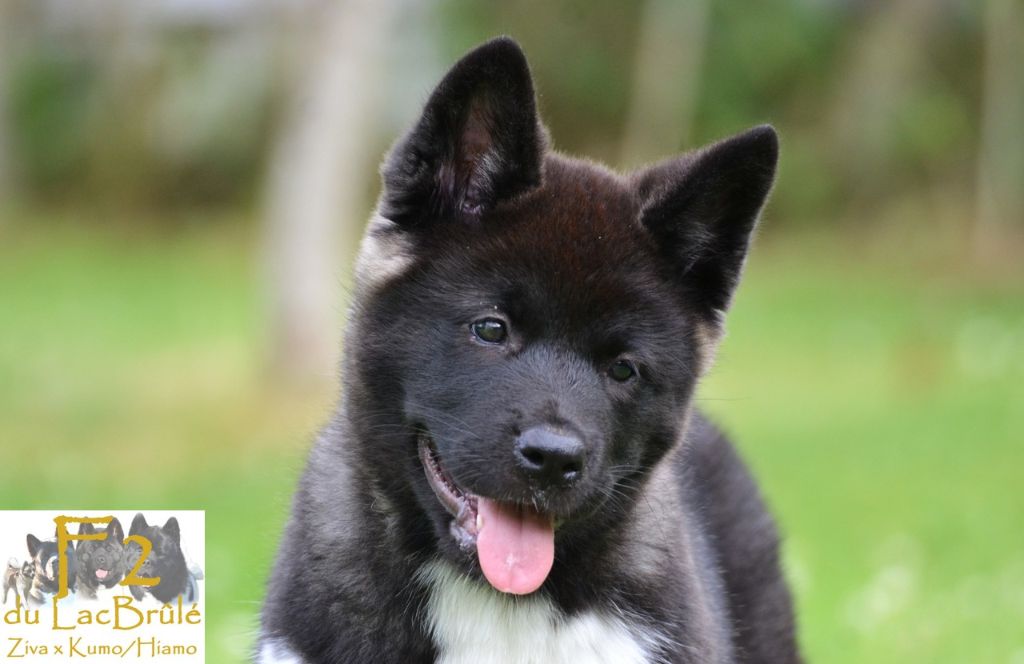du Lac Brûlé - Chiots disponibles - Akita americain