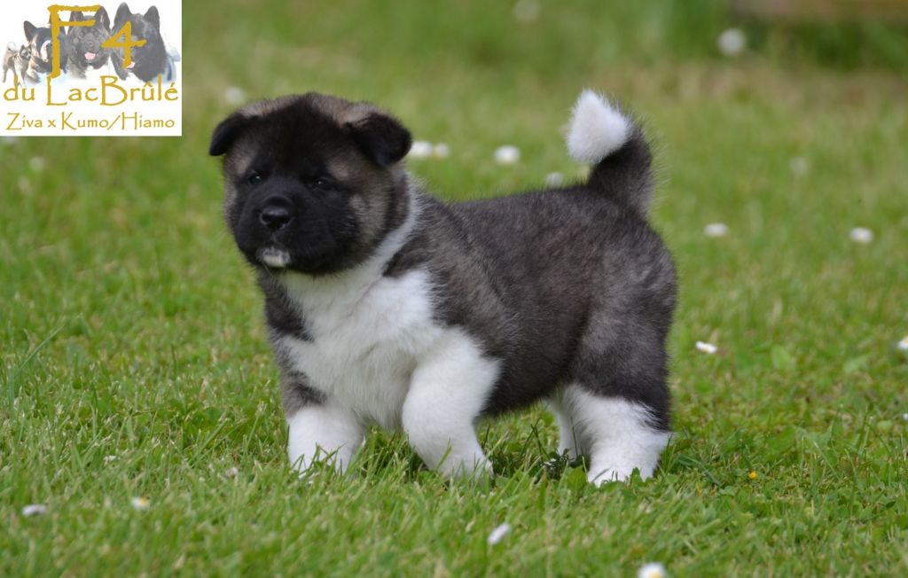 du Lac Brûlé - Chiots disponibles - Akita americain
