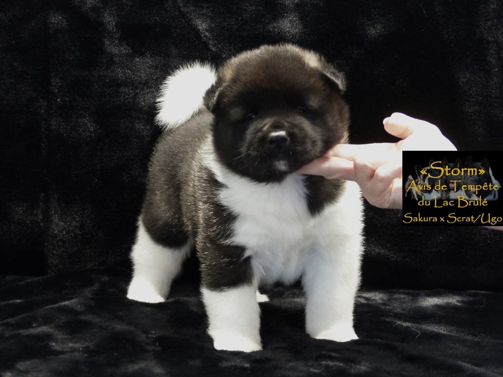 du Lac Brûlé - Chiots disponibles - Akita americain